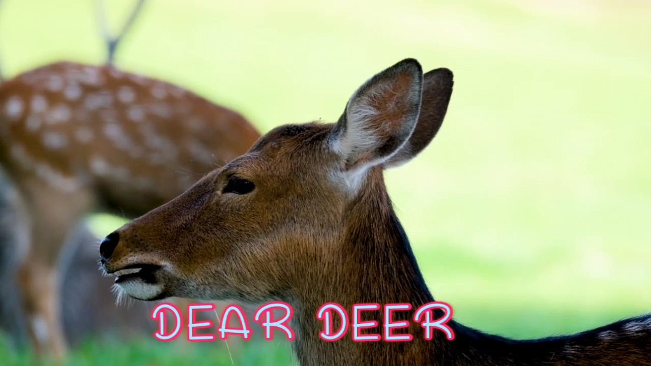 DEAR DEER