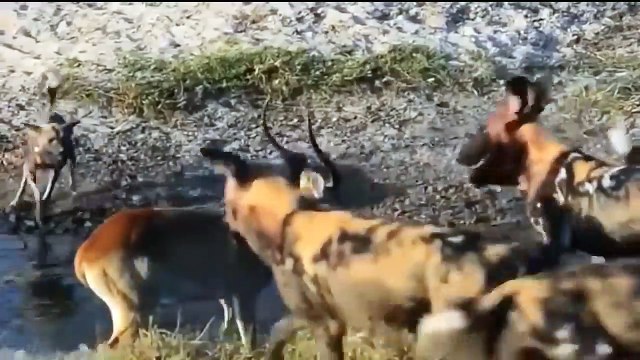 Crocodiles Stalk Antelope, Zebras Drink Water ►The Clumsy Lion Was Bitten By A Hippo