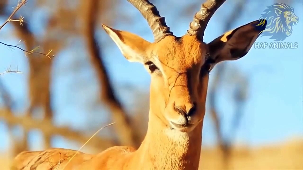 Giant Anaconda Vs Lion Vs Tiger Vs Python ► Buffalo Vs Lion, Antelope Vs Leopard ► Wildlife Attack