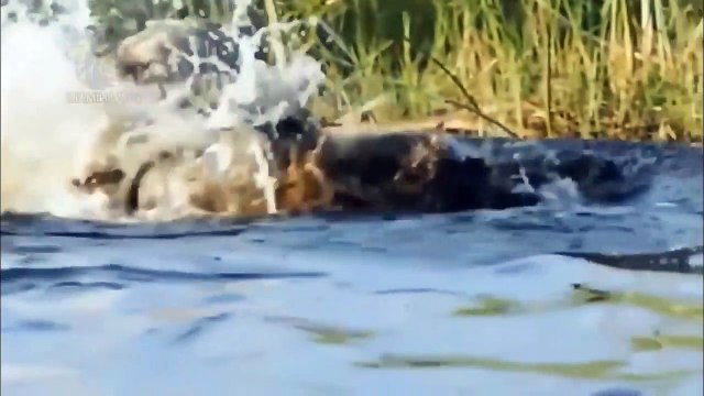 Monkey King, Leopard Playing Wild Climbing On Electric Pole Was Electrocuted►Animals Are Electrified