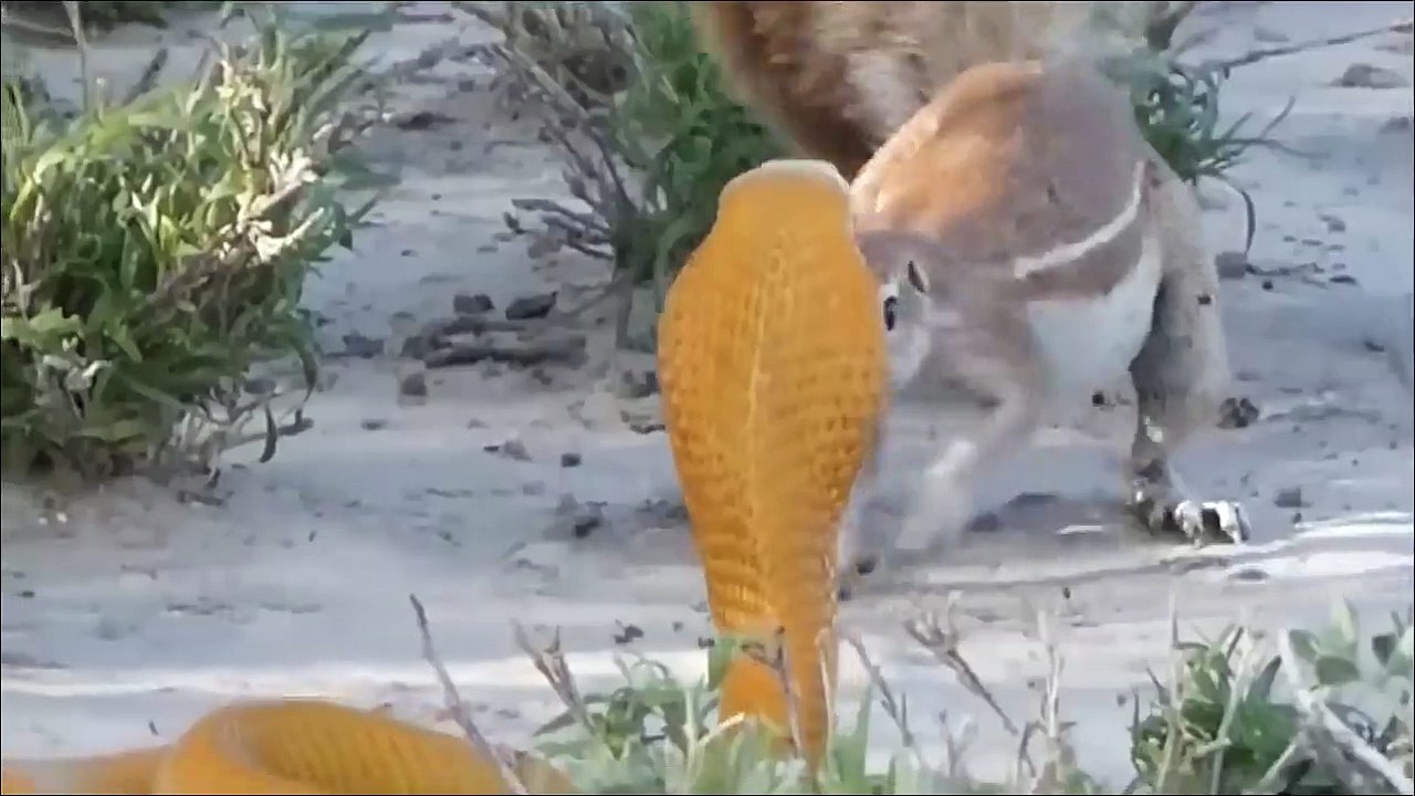 Lion Cub Mistakes When Challenged King Cobra ►Snake vs Lion, Mongoose ►Ostrich Fail Protect Baby ...