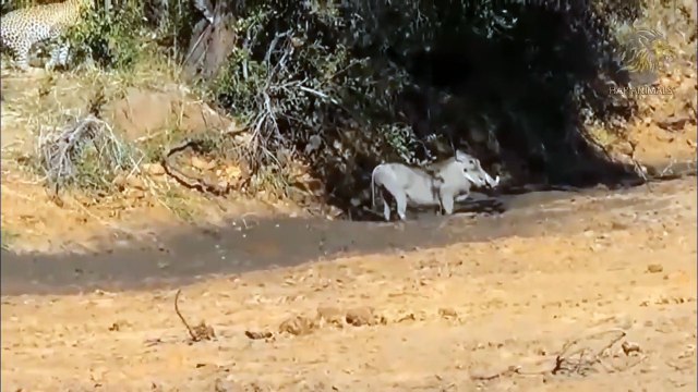OMG! Warthog Seek Revenge Against Cheetah For Daring To Eat Its Her Baby ► Crocodile Vs Wild Boar