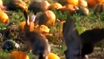 OMG!!! Baboon Herd Rescue Mouse Success From Python Swallowing ► Snake Vs Mongoose, Capuchin Monkey