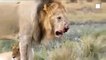 Rock Zebra Broke The Lion's Mouth ►  Lion Vs Buffalo, Zebra, Wild Dog, Giraffe