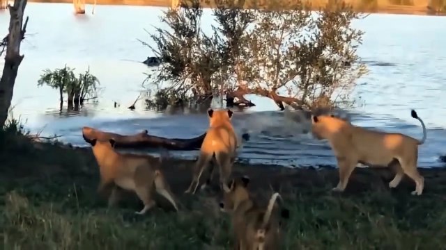 Wildebeest Vs Cheetahs ►Wildebeest Fights Back Cheetah To Save Its Baby ►Lion Vs Crocodile, Buffalo