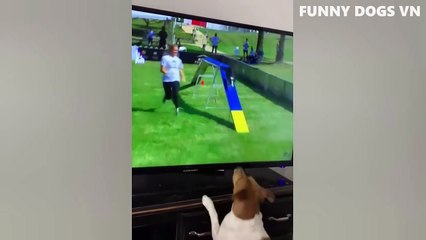 Funny Animal Videos - Funny Dogs and Cats - Don't Laugh at Animals 2022