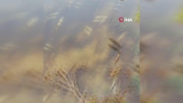 Ergene'de derede toplu balık ölümleri endişelendirdi