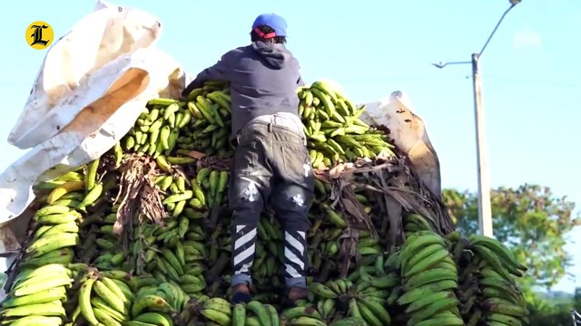 OSMAR BENÍTEZ: “EL CAMPO NO NECESITA MÁS MANO DE OBRA HAITIANA”