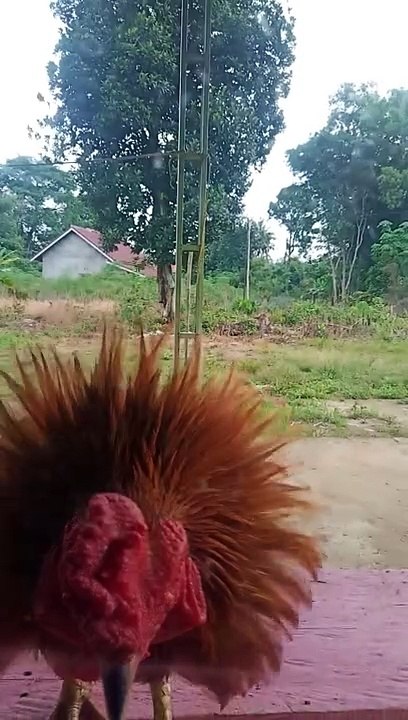ayam aneh