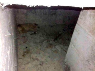Ankara'da su kuyusuna düşen köpek kurtarıldı