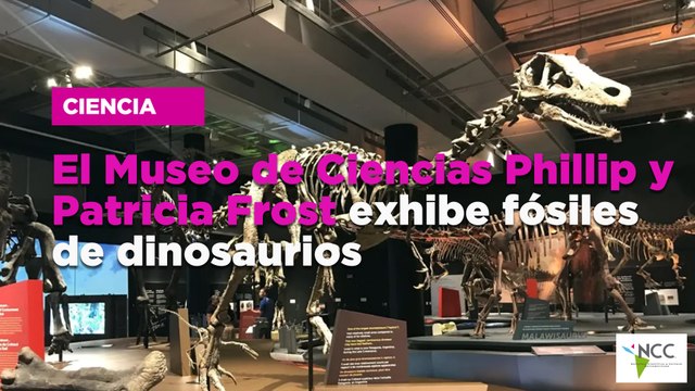 El Museo de Ciencias Phillip y Patricia Frost exhibe fósiles de dinosaurios