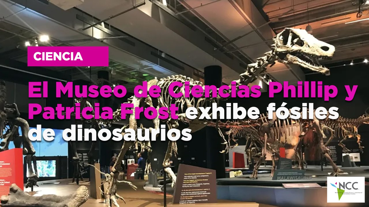 El Museo de Ciencias Phillip y Patricia Frost exhibe fósiles de dinosaurios