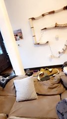 Cat Uses Up One Of Her Nine Lives