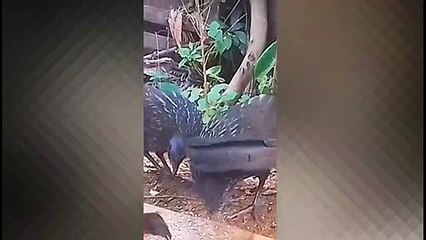 Jacu em busca de comida DIVERSÃO GARANTIDA