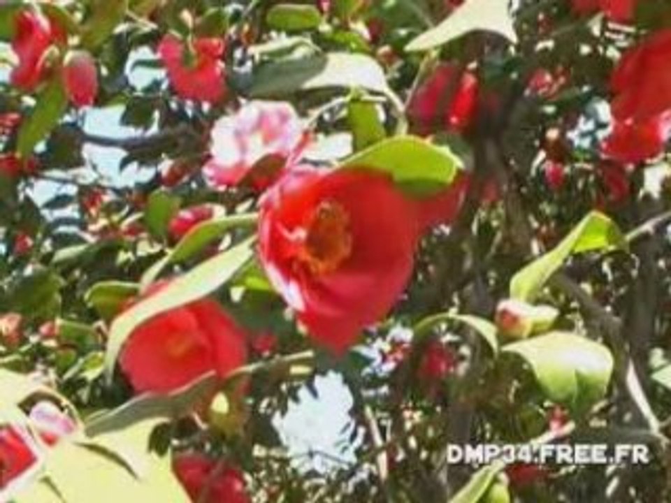 Camelia DMP34