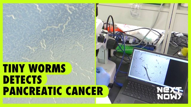 Tiny worms detects pancreatic cancer | Next Now