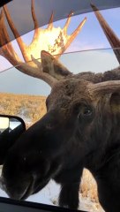 Wild Moose Encounter Near Grand Teton