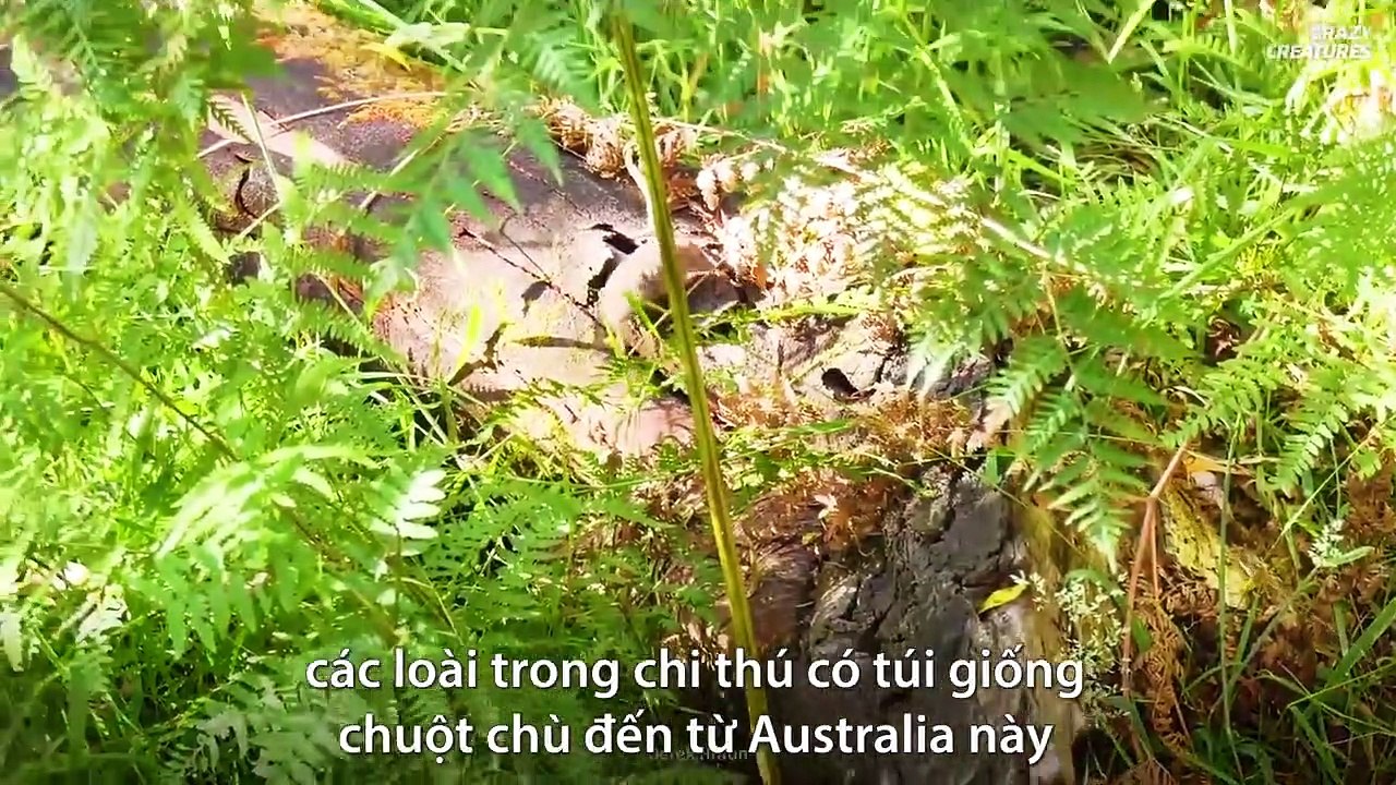 Tin tức 369 - Những loài động vật hy sinh mạng sống để sinh sản