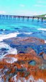 Uber Chill Beach Drone View Over A Pier in Central Coast NSW Australia. Travel Adventures Australia.