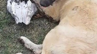 Puppy finds and try to eat head bone on the field