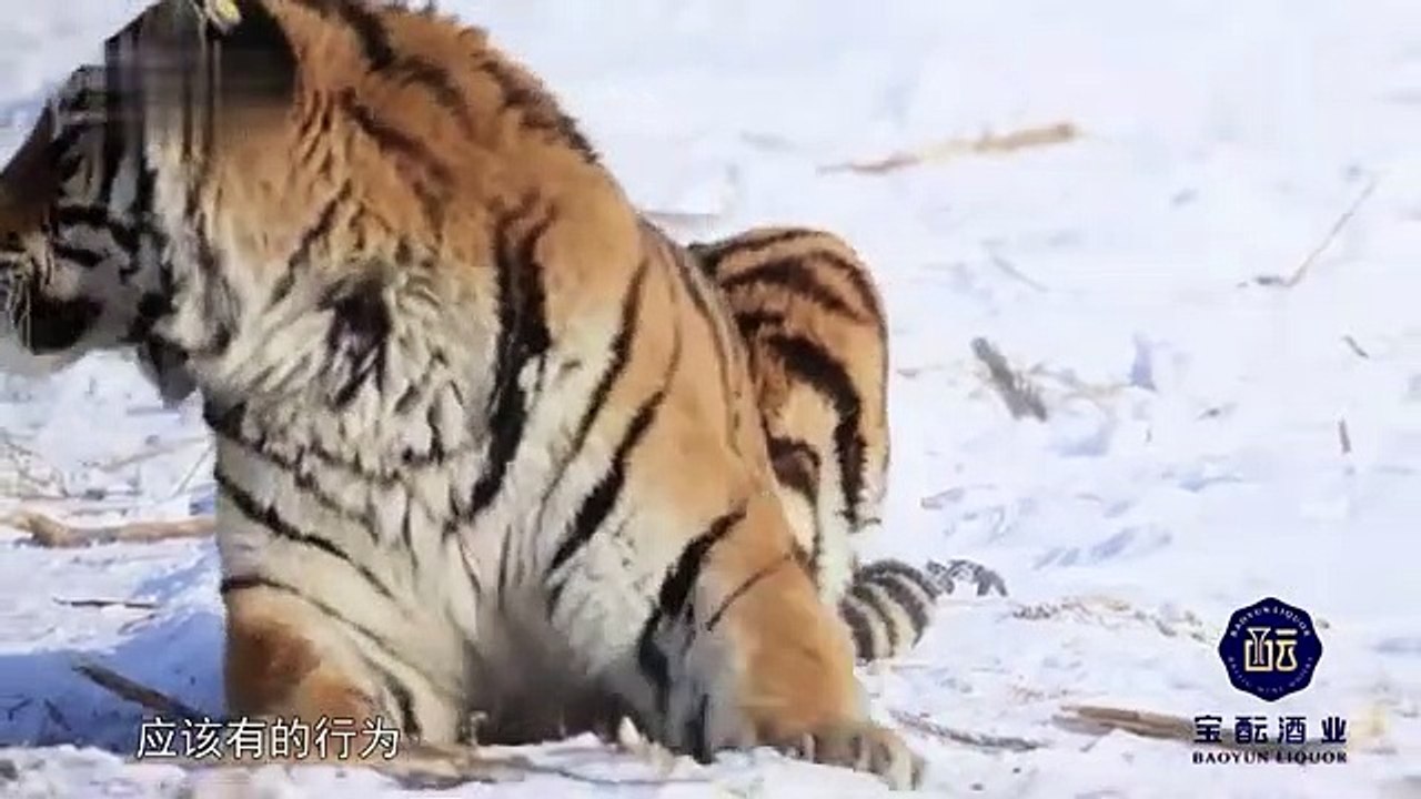Are the tigers locked in the zoo still wild_ I heard that they have turned into docile big cats. Travel with Tour_360p