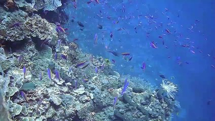 Mergulhando em águas profundas | Mergulhando no mar | Deep water diving