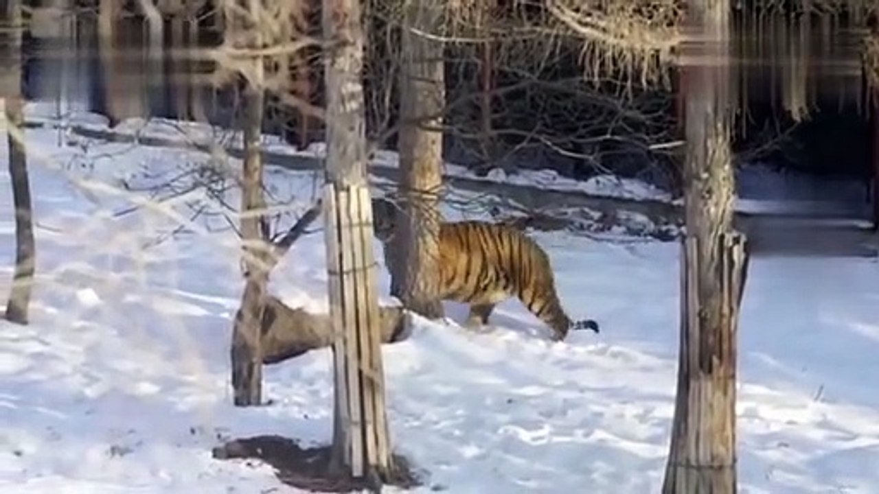 The breeder gave the Siberian tiger extra food, threw a piglet into the tiger's lair, and was frightened when he came back to see it. Travel with Tour_360p