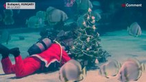 شاهد: سانتا كلوس يقدم شجرة عيد الميلاد لأسماك القرش