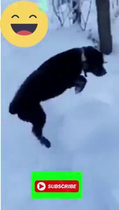 Funny animal videos i found on tiktok 2 #shorts