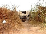 Group of buffaloes at small farm in Gir