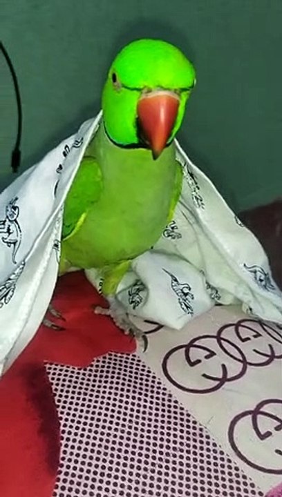 talking parrot-mithu speaking mithu uth uth-funny videos-parrot videos-bird video-shorts-yt shorts-