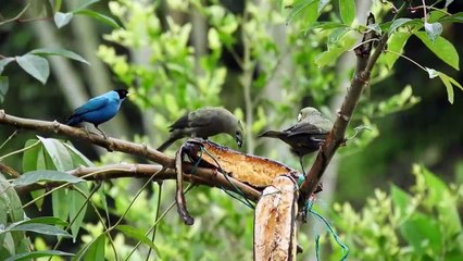 पक्षी पेड़ पर सोते है पर गिरते क्यों नहीं | आखिर क्या है इसके पीछे का Logic | Facts About Birds