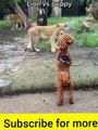 comedy Animal video 2021#funny video 2021 #doglover #catvideos #dogs #funny #comedy #shorts@imsndy