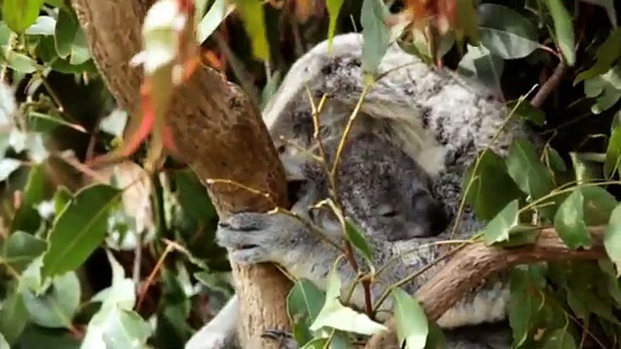 Cute Baby koala - video Dailymotion