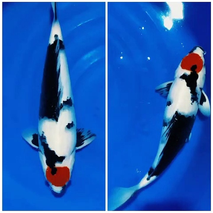 Koi fish special