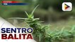 Panukalang legal na paggamit ng marijuana para sa ilang mga sakit, tinalakay sa Senado
