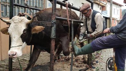 İneklere yapılan işlem işe yaradı, süt verimi bir anda zirveye çıktı: Tüm köyler uygulasın
