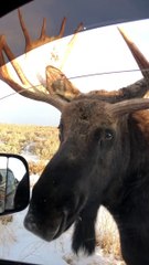 Wild Moose Encounter Near Grand Teton