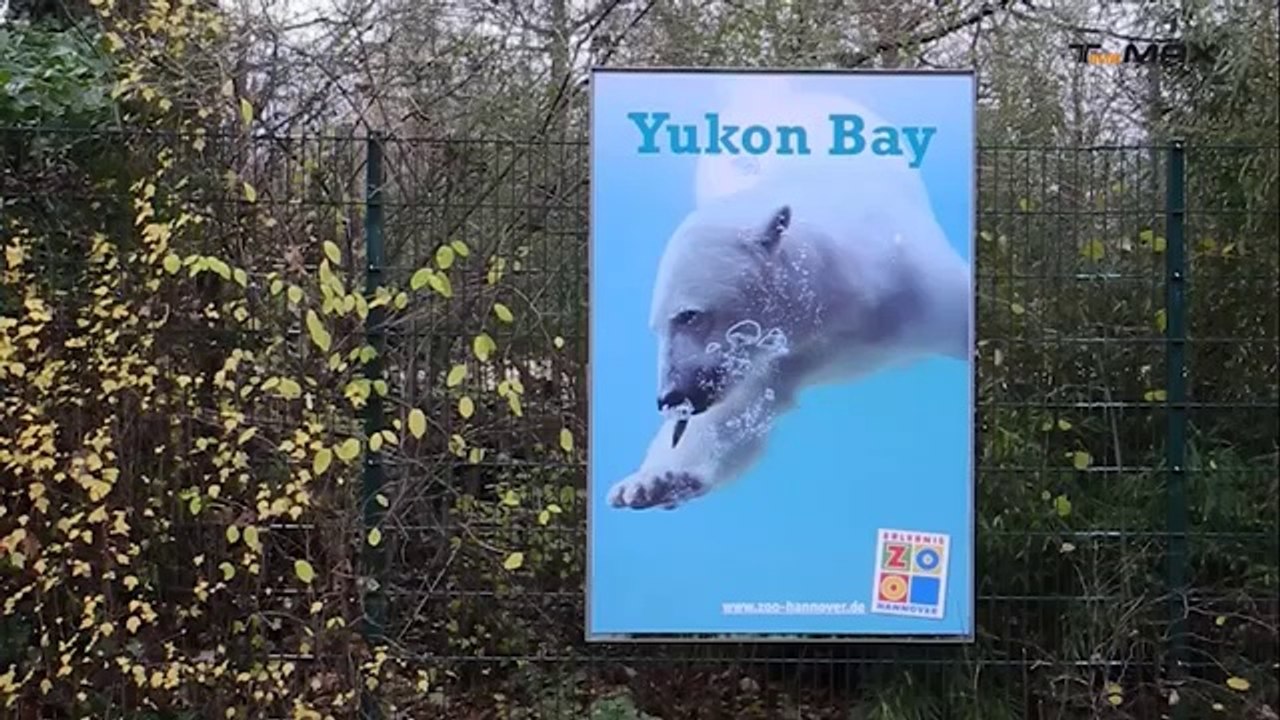 Kein Scherz: TimeMAX rettet Eisbären vor Rost