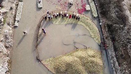 Soğuk suda yıkanan tescilli turp, kadınların istihdam kapısı oluyor