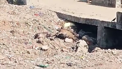 रणथम्भौर में वन विभाग ने की टास्क फोर्स गठित