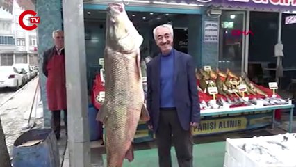 Avladığı 128 kiloluk 'Fırat turnası'nı iş yerinde sergiliyor