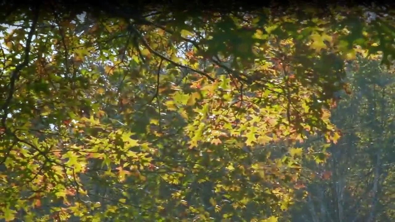 Ein Hundeleben mit Bill Farmer Staffel 1 Folge 7 HD Deutsch