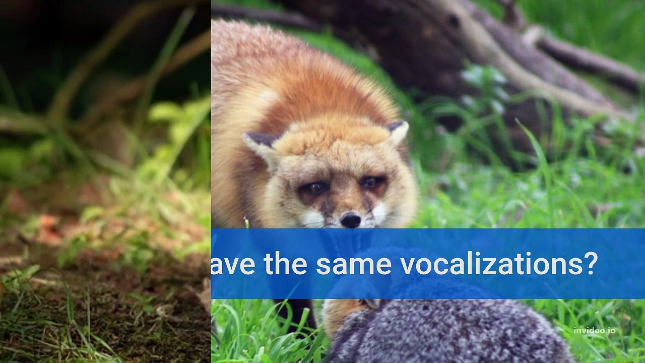 A Fox Makes What Noises