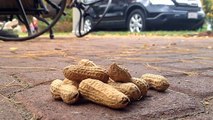 Chipmunk eating peanut