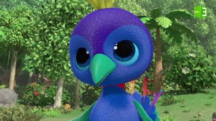 طاووس الكونغو يبحث عن الكنز 