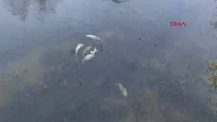 Yuvalı Deresi'ndeki balık ölümleri inceleniyor