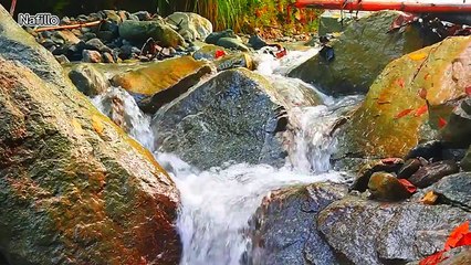 Water Sounds and Wild Bird Sounds in Nature