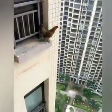 Sosyal medyayı ikiye bölen 'uçan tavuk'