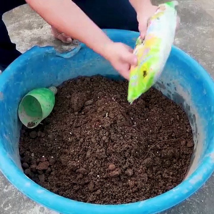 Turn Plastic Bottles Into An Automatic Watering Garden That Grows Vegetables Easily